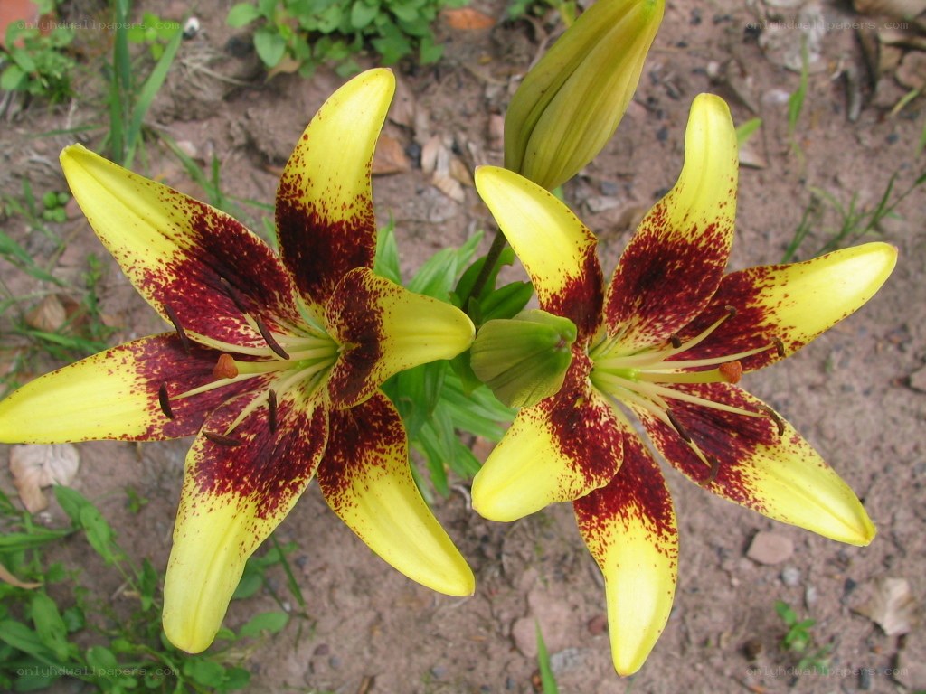 yellow lilies with red spots