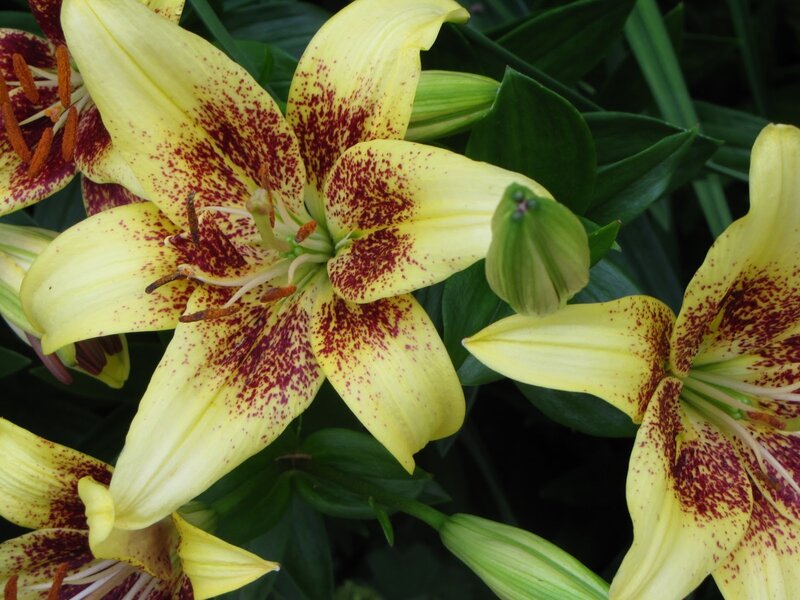 Yellow Lilies with Red Spots — Natural