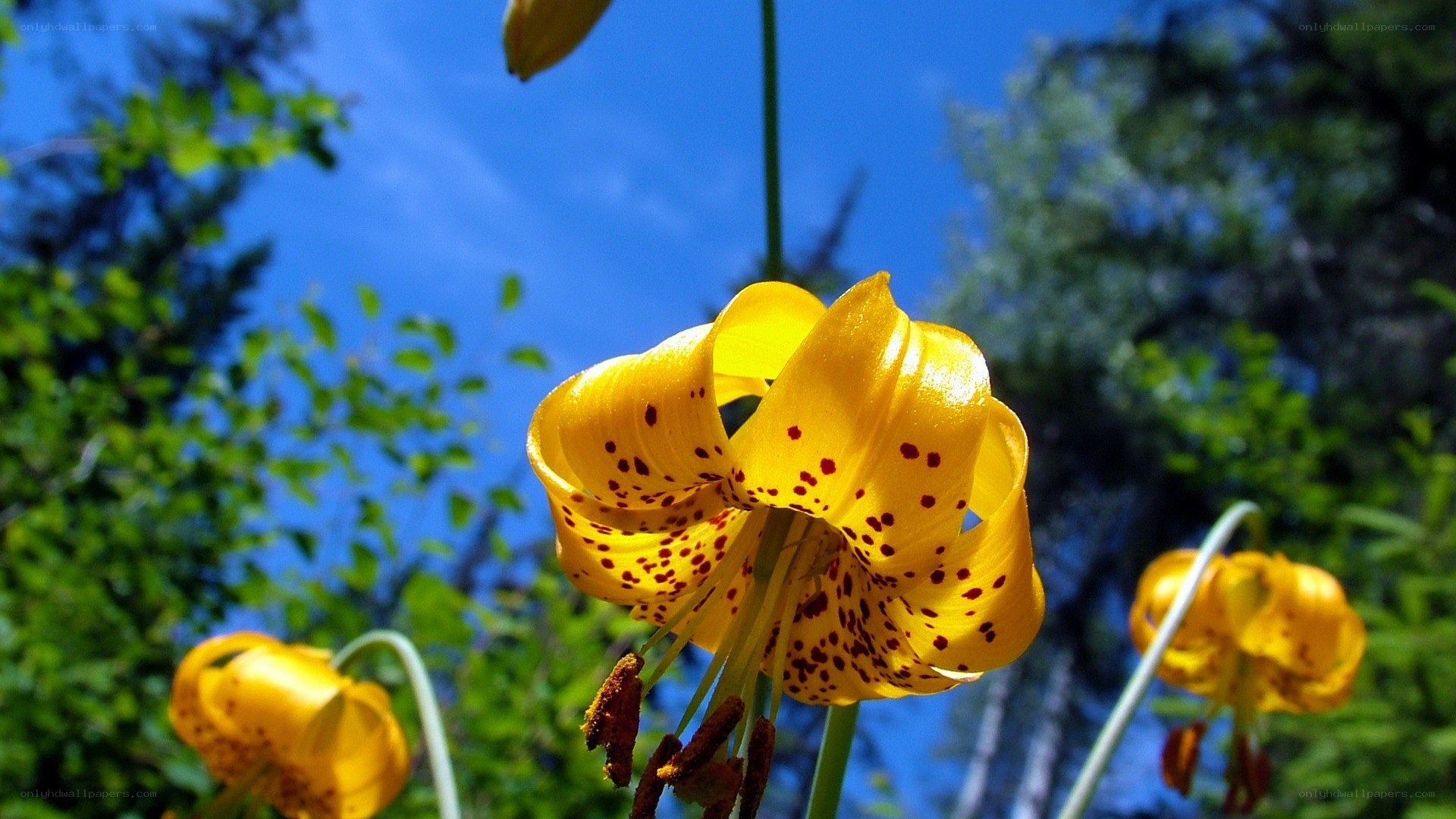 Yellow lilies with red spots