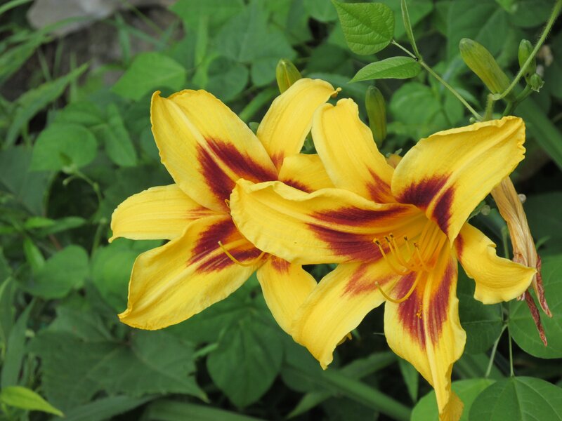 Yellow Lilies with Red Stripes