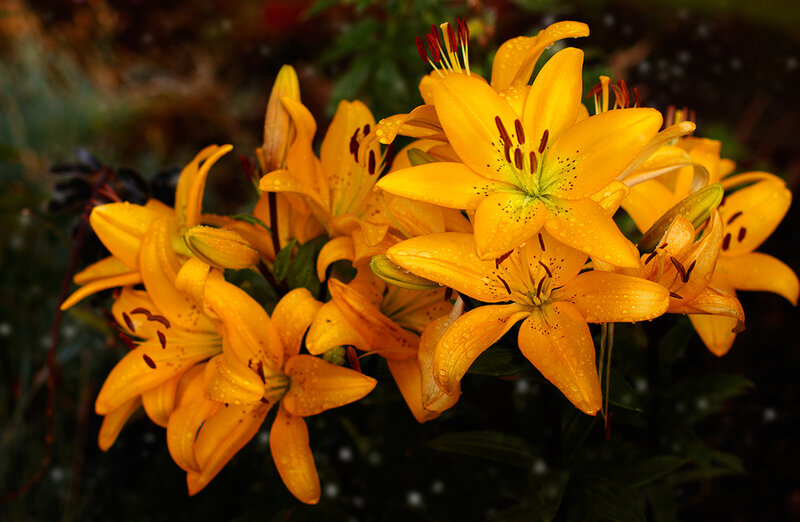 Yellow Lilies with Water Droplets