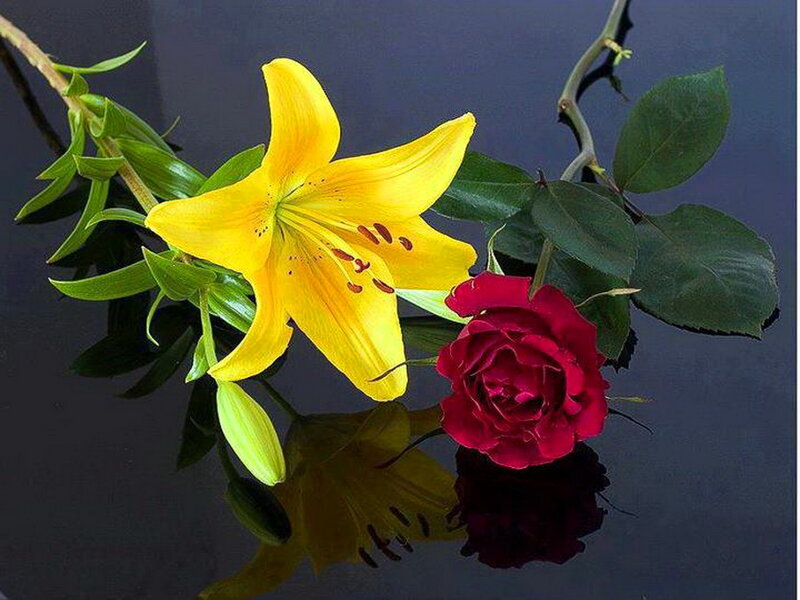 Yellow Lily and Red Rose