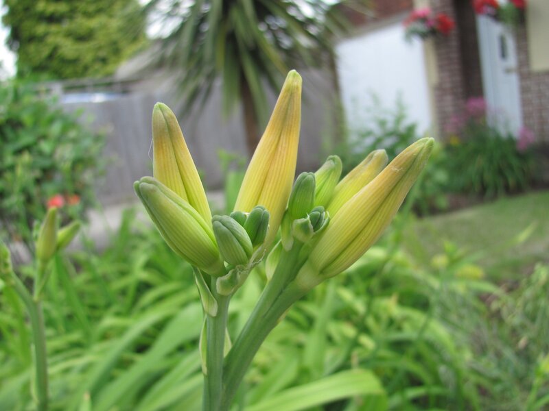 Yellow lily buds in garden