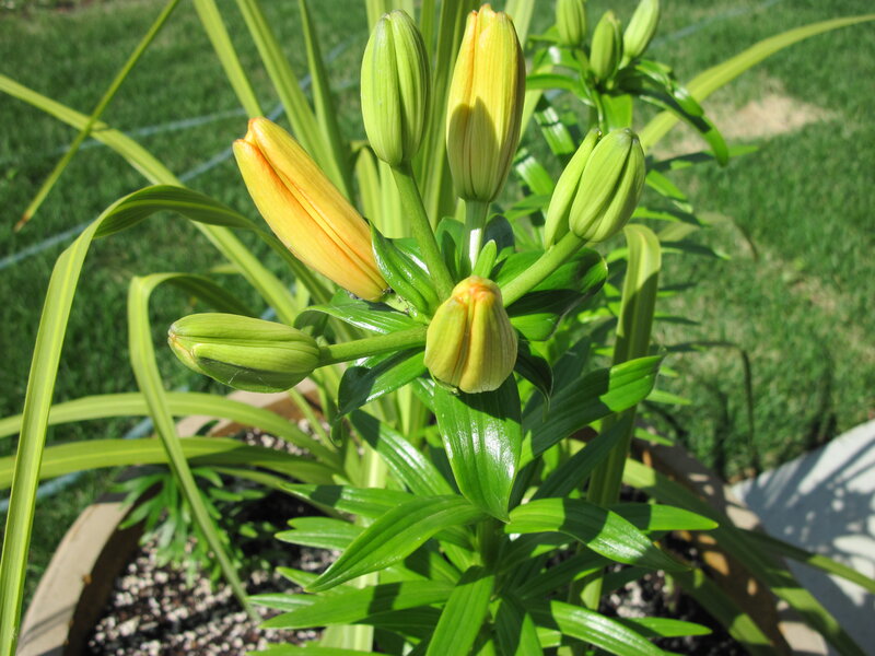 Yellow Lily Buds