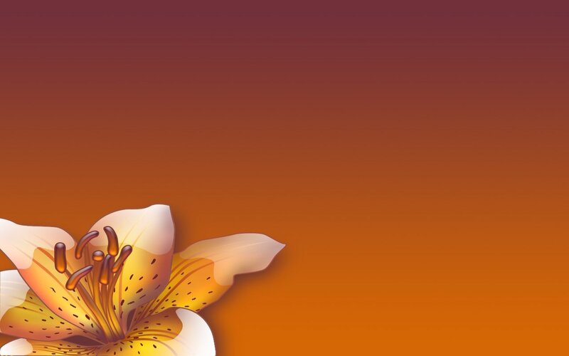 yellow lily flower