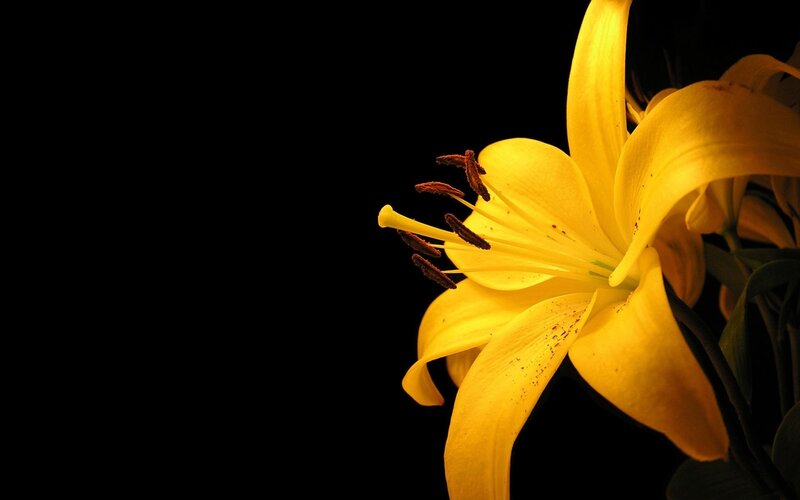 Yellow lily flower