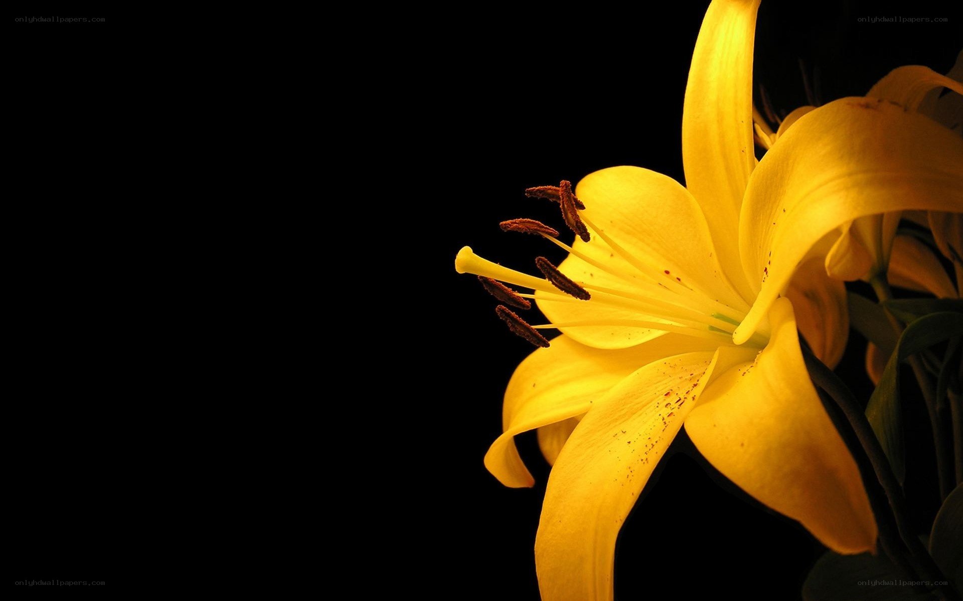 Yellow lily flower