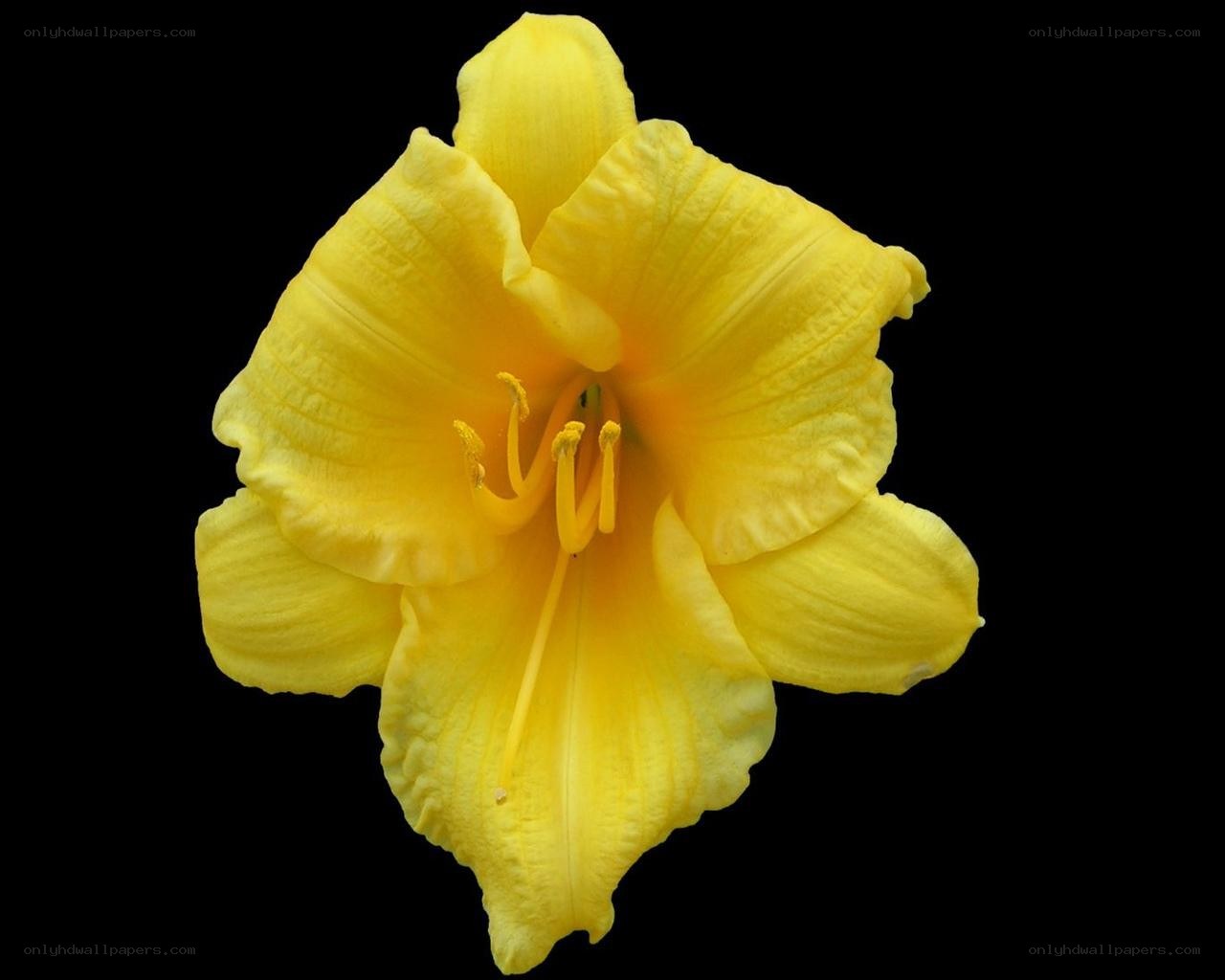 yellow lily flower