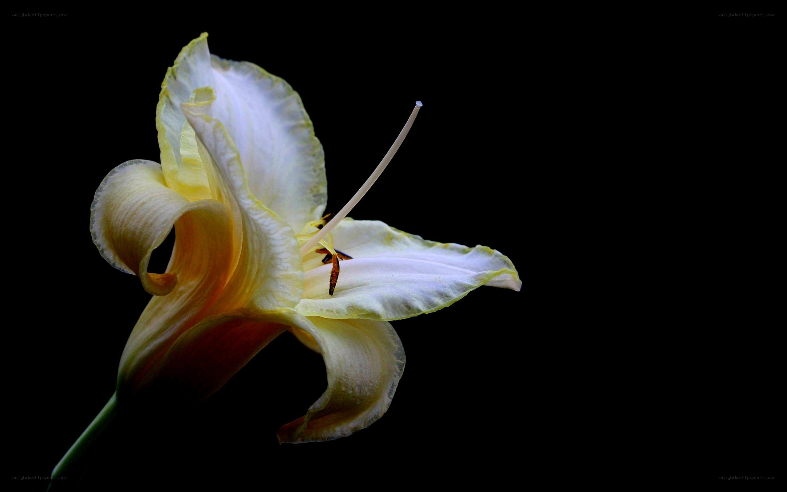 yellow lily flower