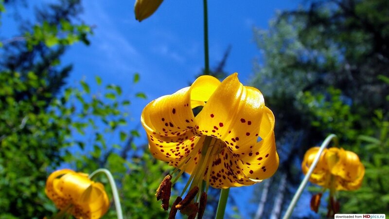Yellow Lily Flower — Bright, Afternoon