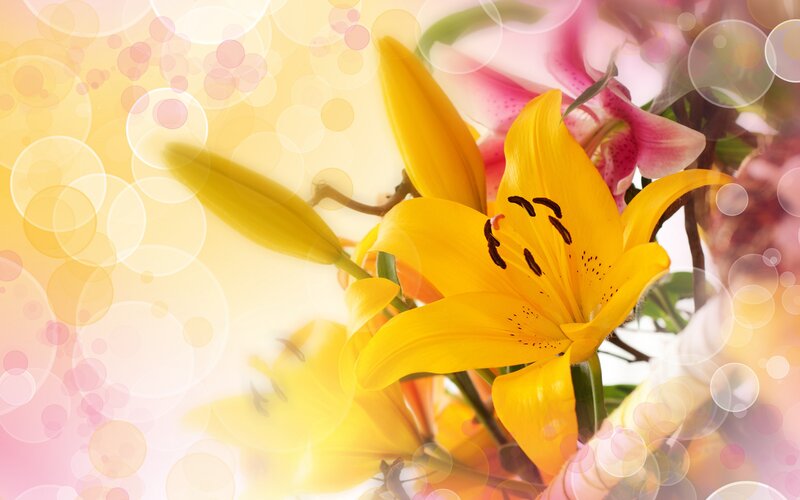 Yellow Lily Flower — Bright, Photograph