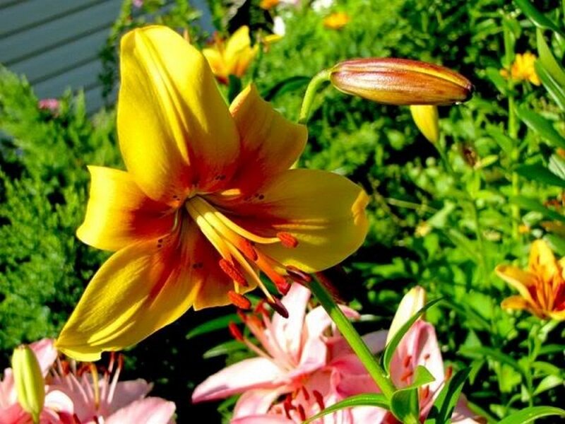 Yellow Lily Flower — Bright