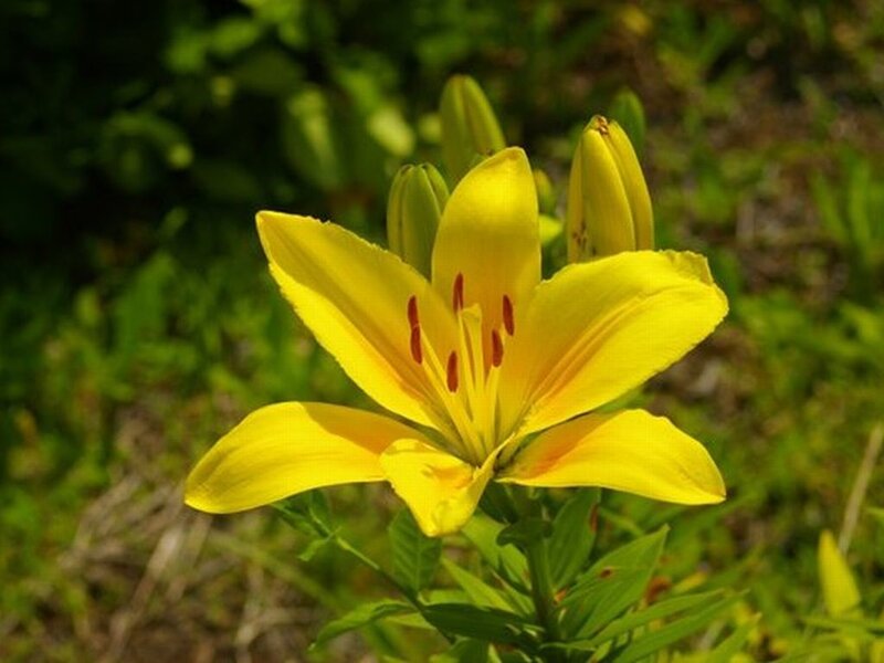 Yellow Lily Flower — Calm, Afternoon