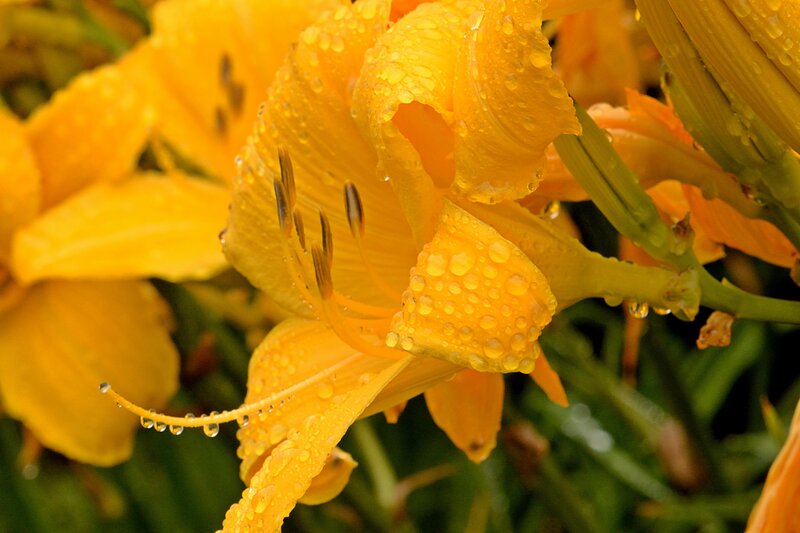 Yellow Lily Flower — Calm, Morning