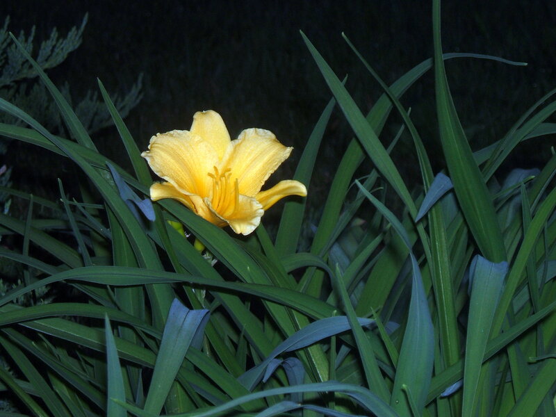 Yellow Lily Flower — Calm, Night