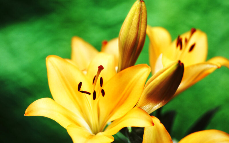 Yellow Lily Flower — Calm, Photograph, Bud