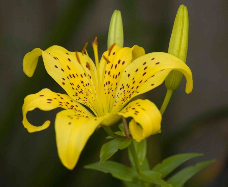 Yellow Lily Flower — Calm, Photograph, Buds