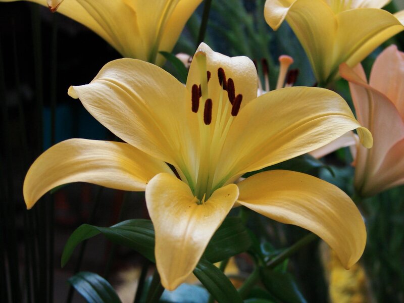 Yellow Lily Flower — Calm, Photograph, Green Leaves