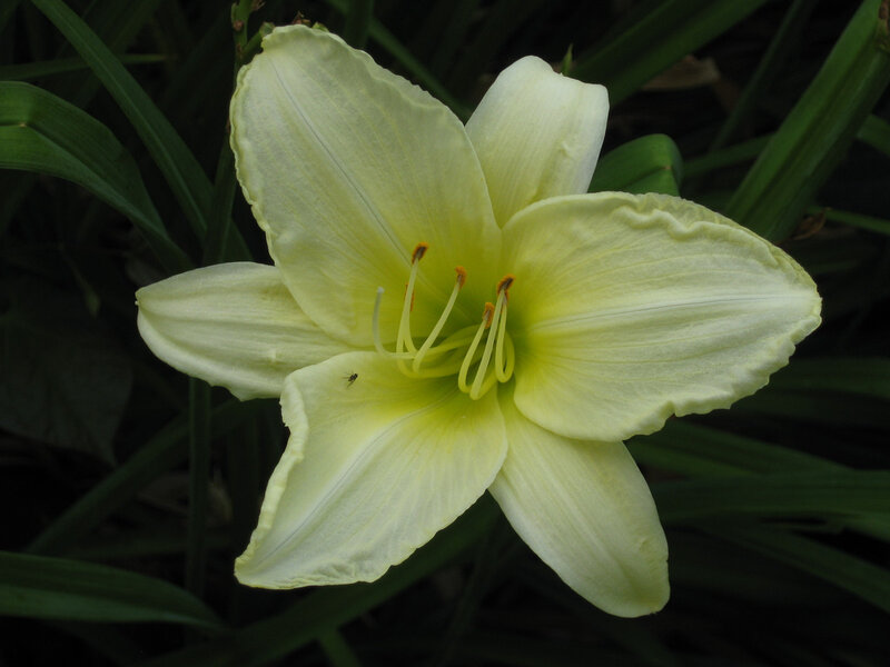 Yellow Lily Flower — Calm, Photograph, Leaves