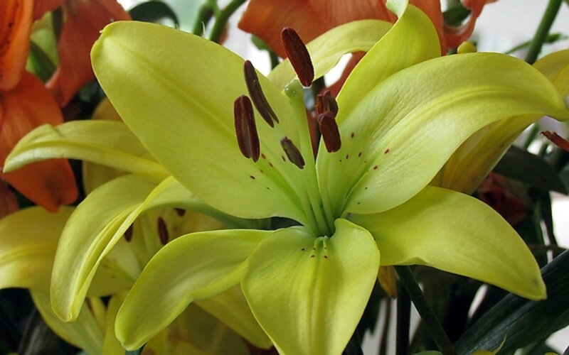 Yellow Lily Flower — Calm, Photograph, Orange Flowers