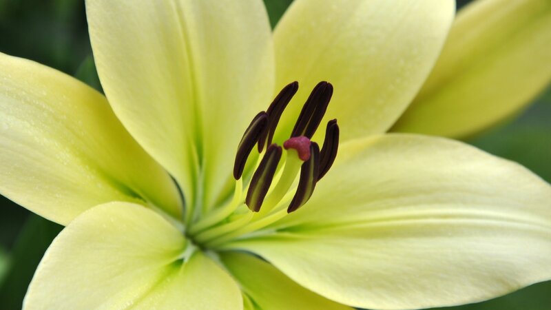 Yellow Lily Flower — Calm, Photograph, Petals, Stamen