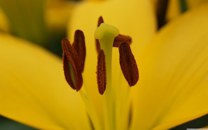 Yellow Lily Flower — Calm, Photograph, Petals
