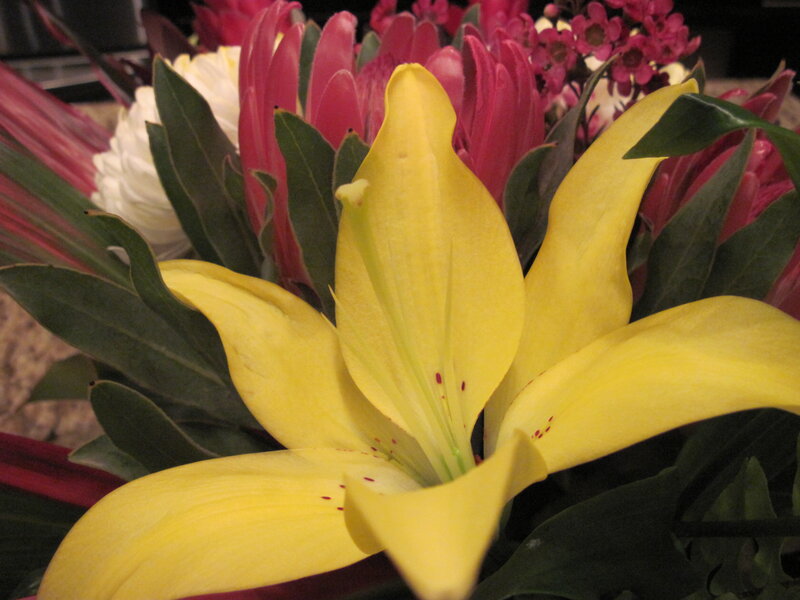 Yellow Lily Flower — Calm, Photograph, Pink Flowers