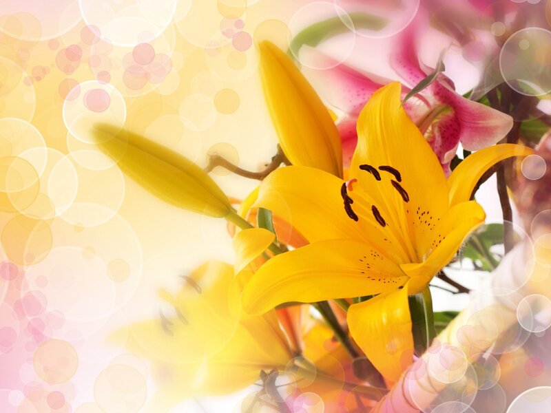 Yellow Lily Flower — Calm, Photograph, Pink Lilies