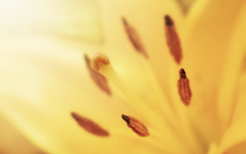 Yellow Lily Flower — Calm, Photograph, Stamen