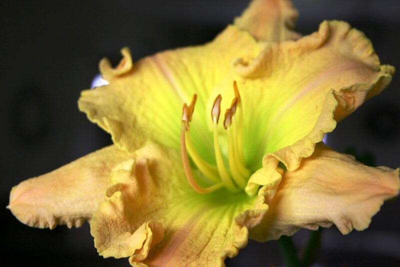 Yellow Lily Flower — Calm, Photograph