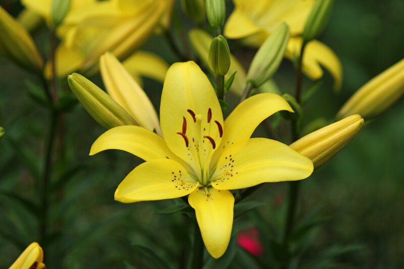 Yellow Lily Flower — Calm, Summer, Photograph