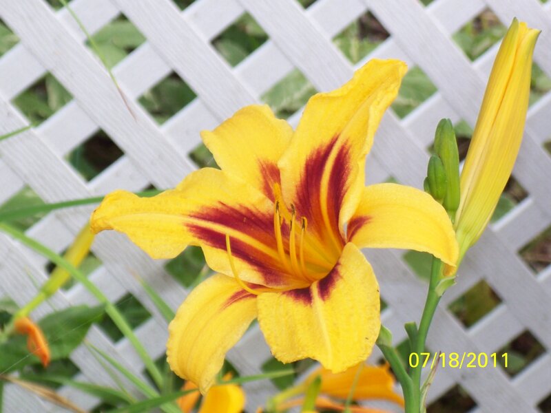 Yellow Lily Flower — Calm, Summer