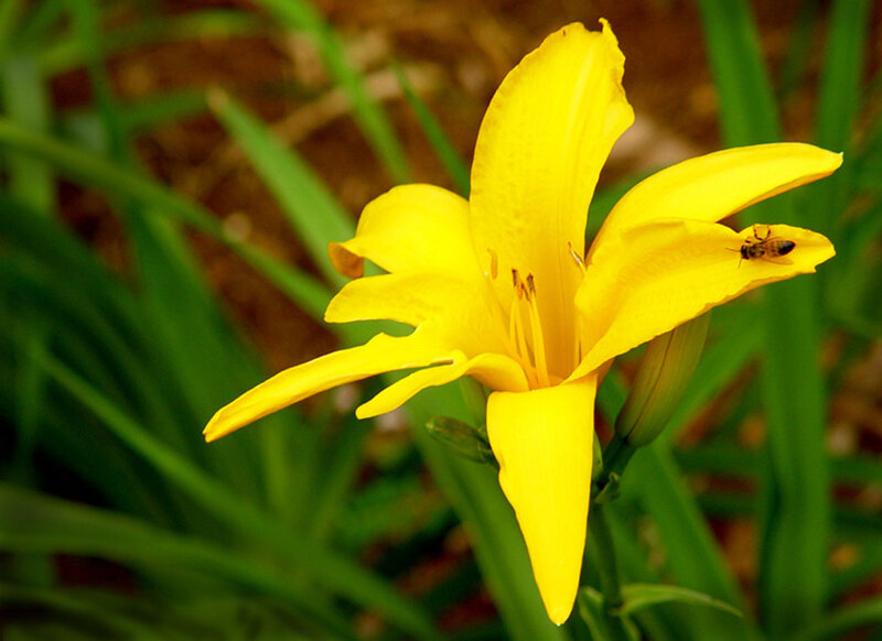 Yellow Lily Flower — Calm