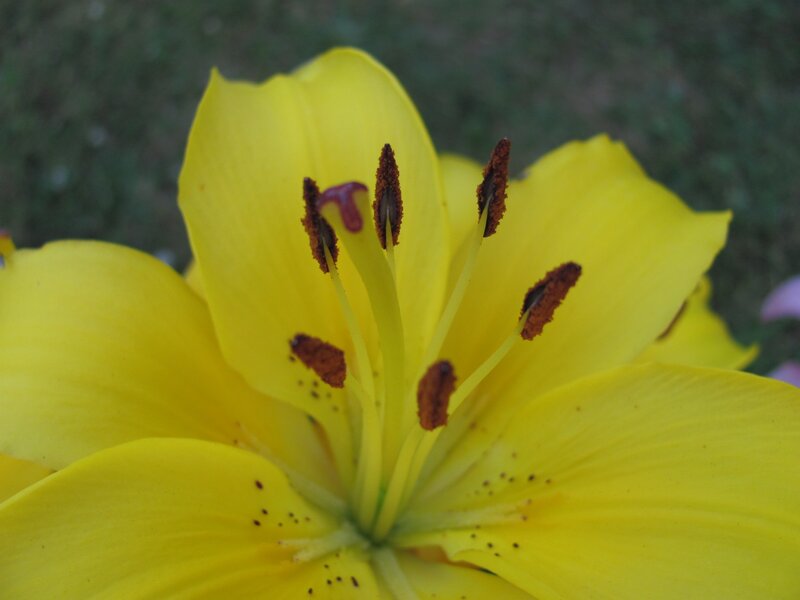 yellow lily flower close-up