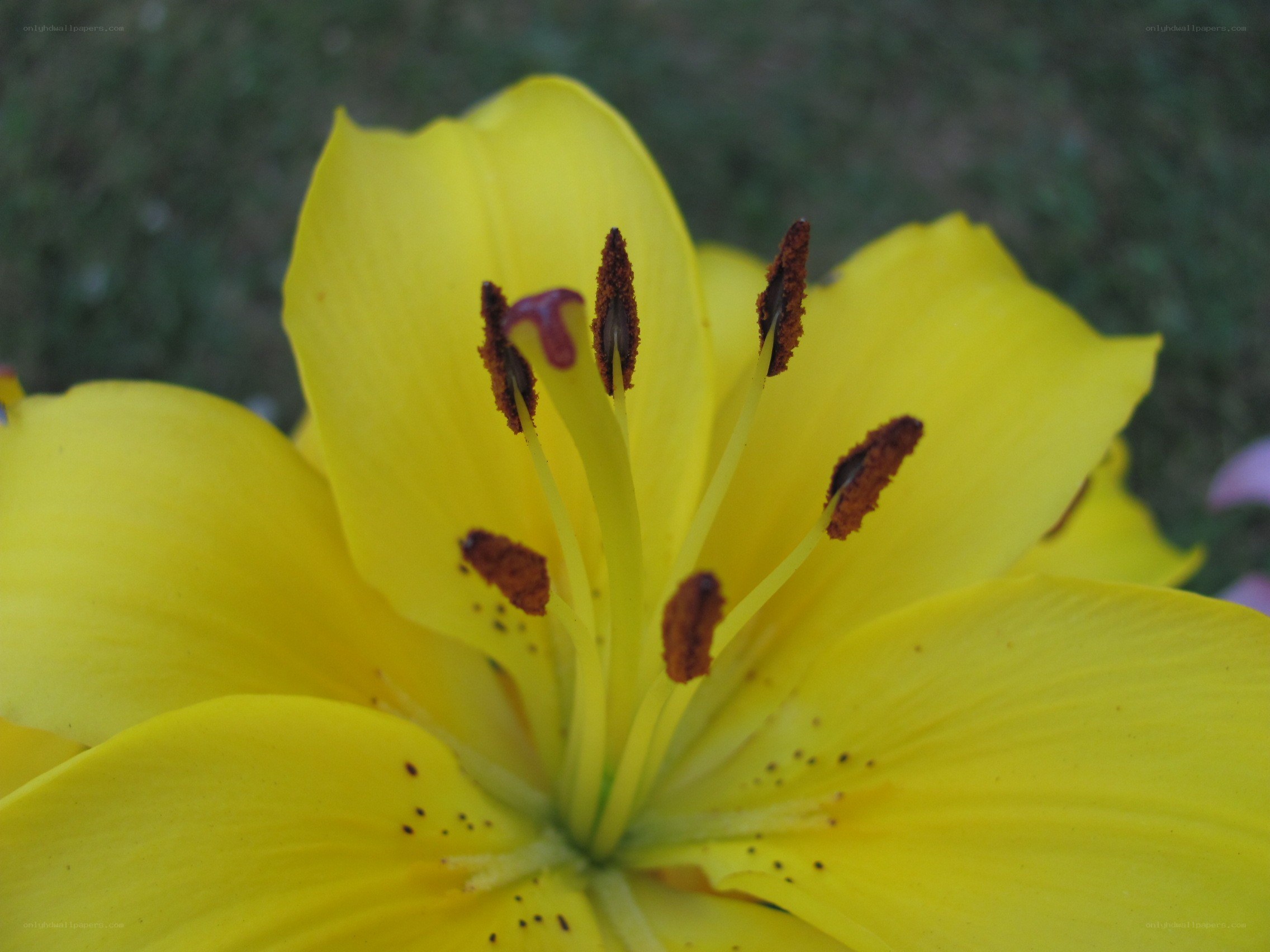 yellow lily flower close-up