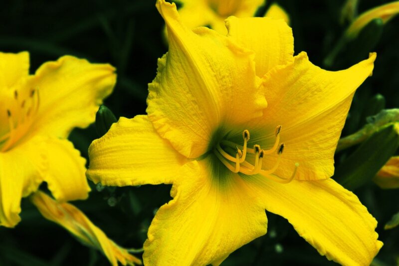 Yellow lily flower close-up