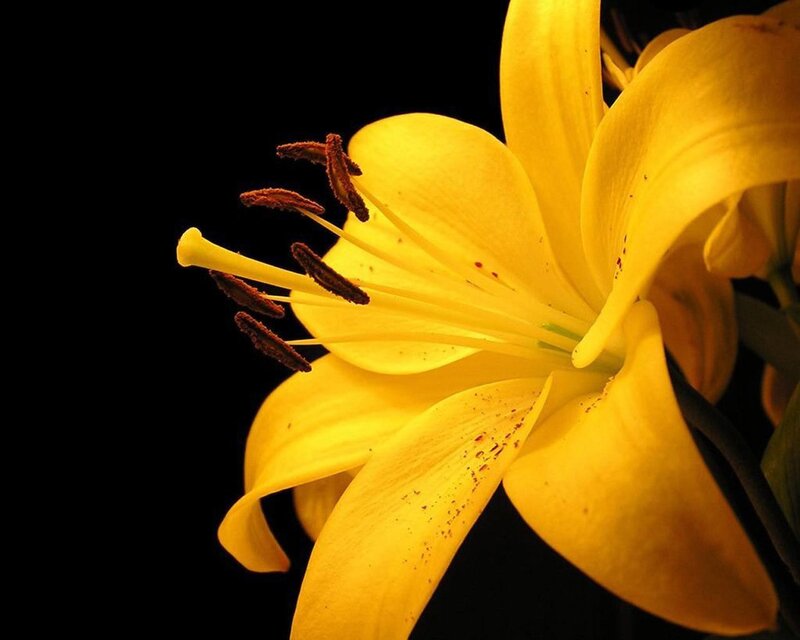 yellow lily flower close-up