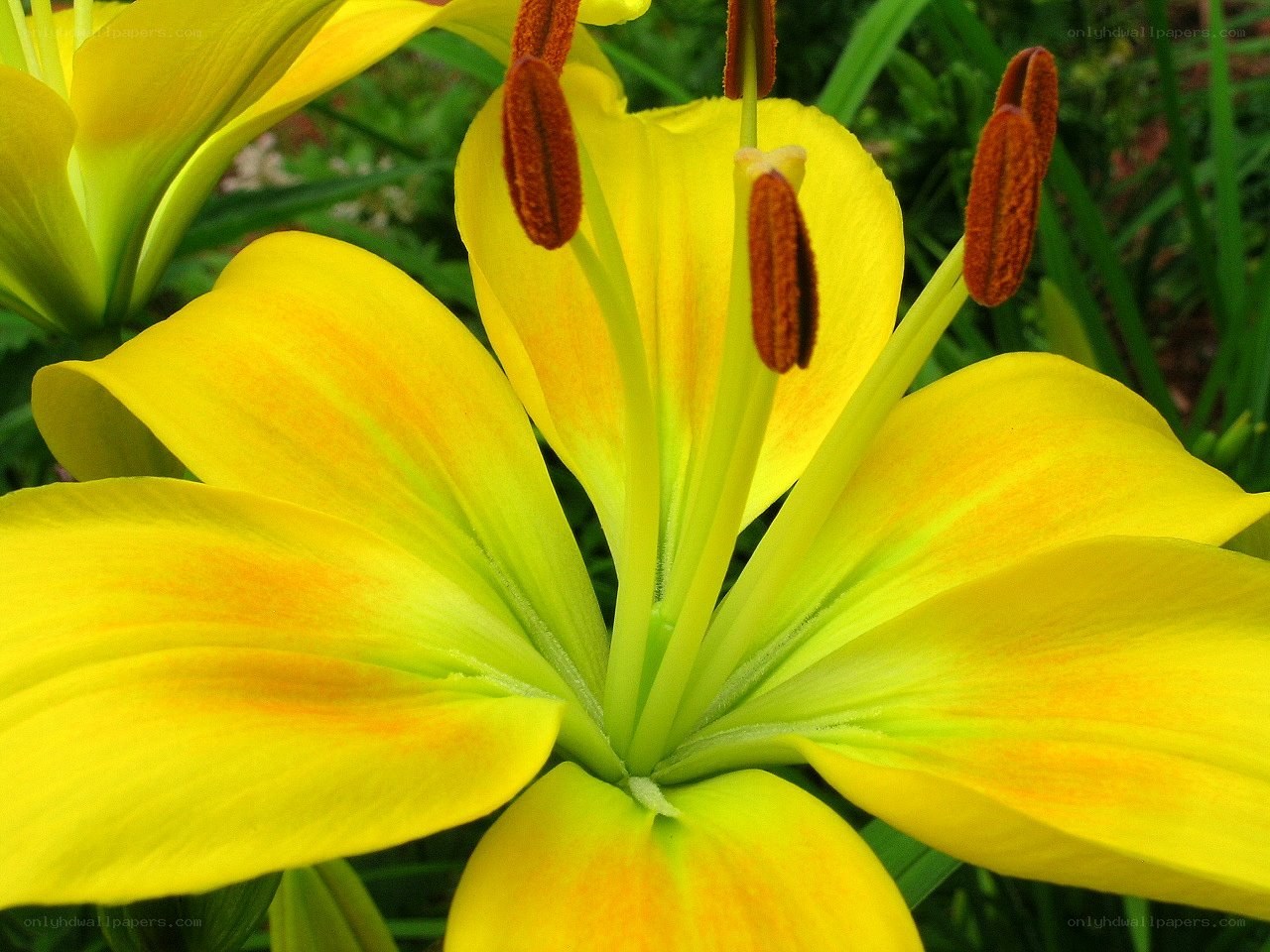 yellow lily flower close-up