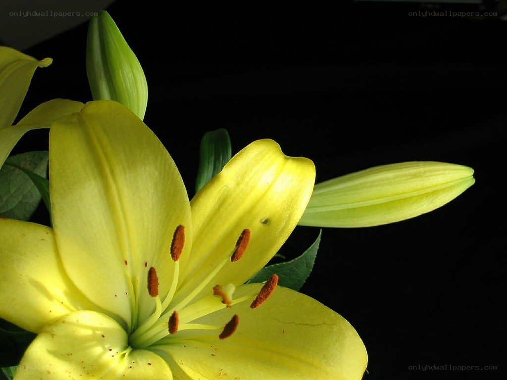 Yellow lily flower close-up