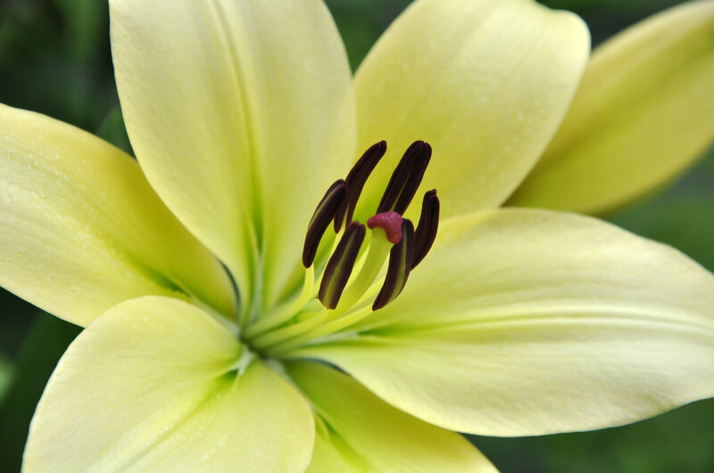 yellow lily flower close-up