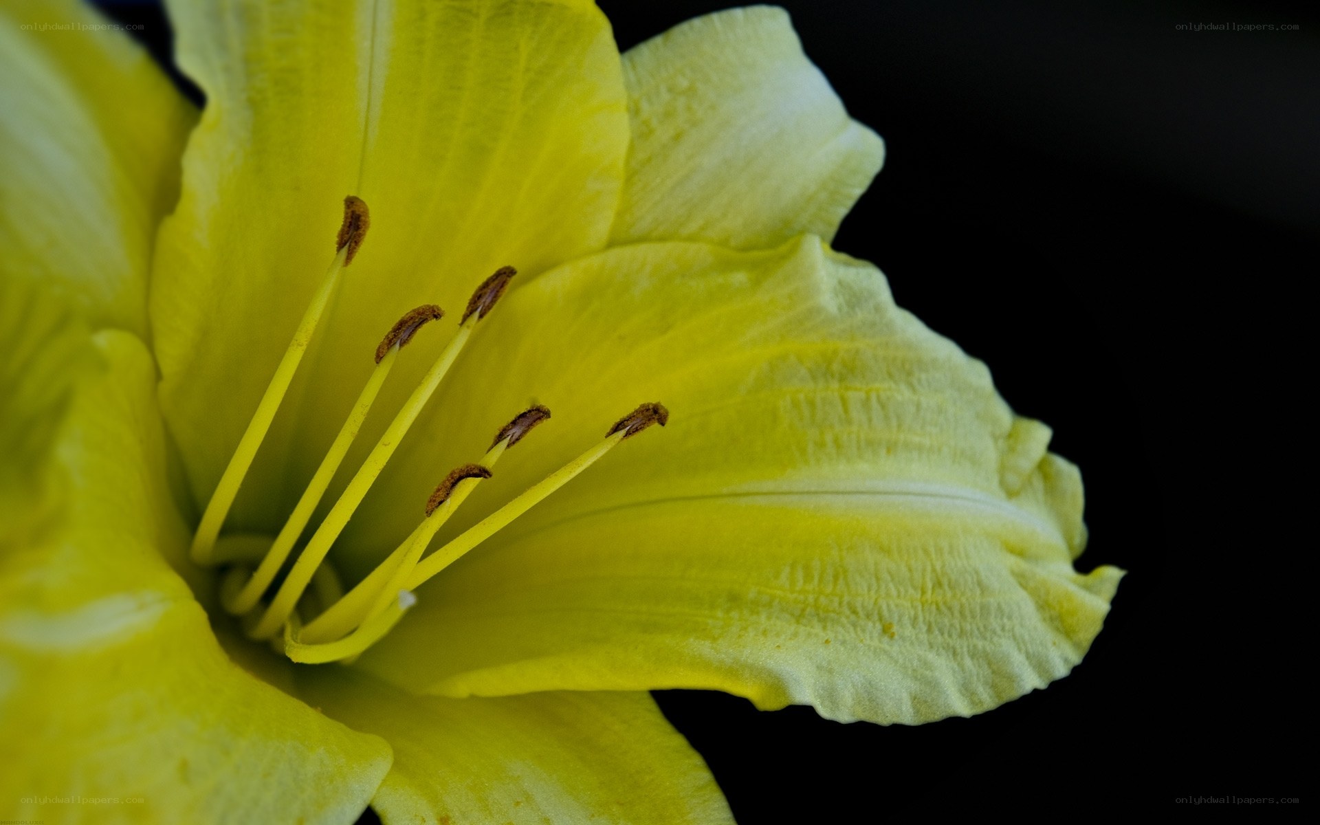 yellow lily flower close-up