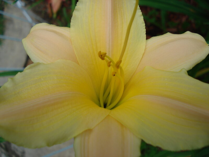 yellow lily flower close-up