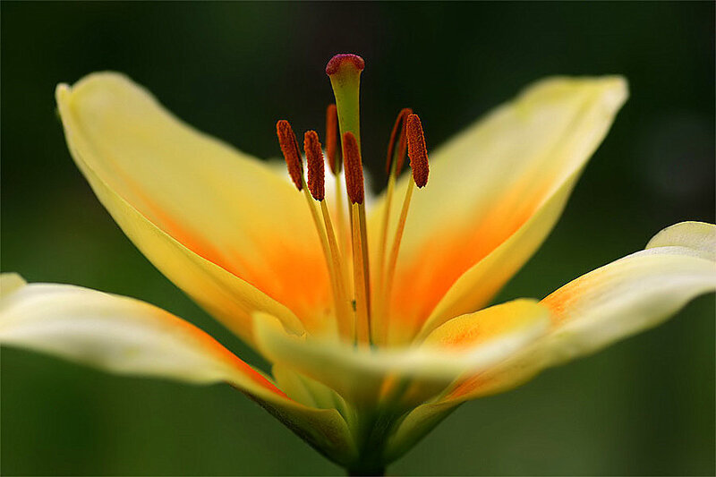 yellow lily flower close-up