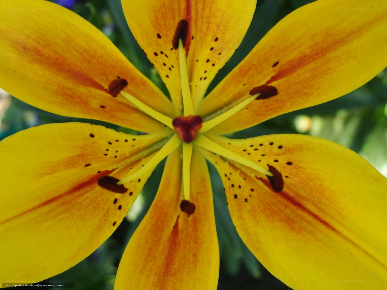 yellow lily flower close-up
