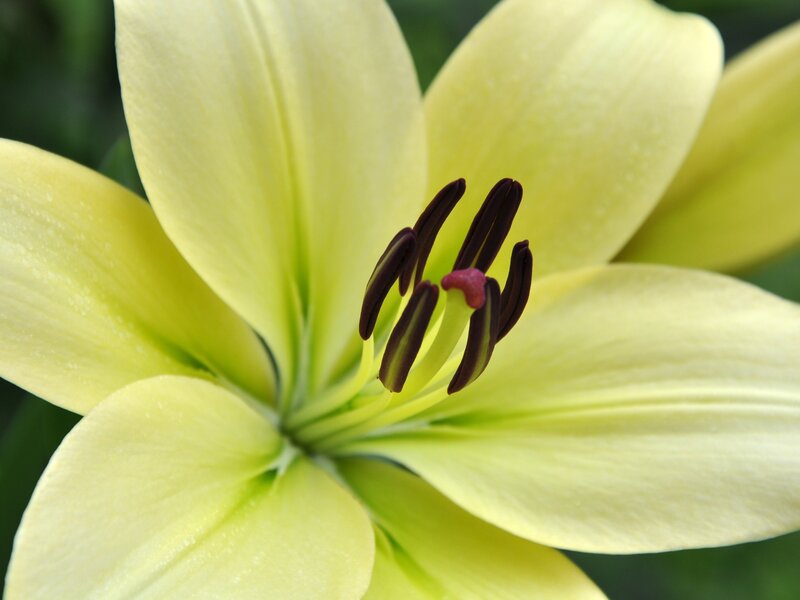 yellow lily flower close-up