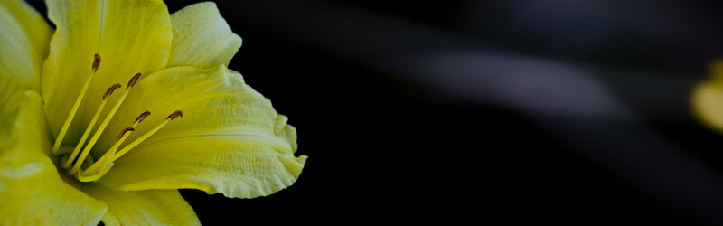 yellow lily flower close-up