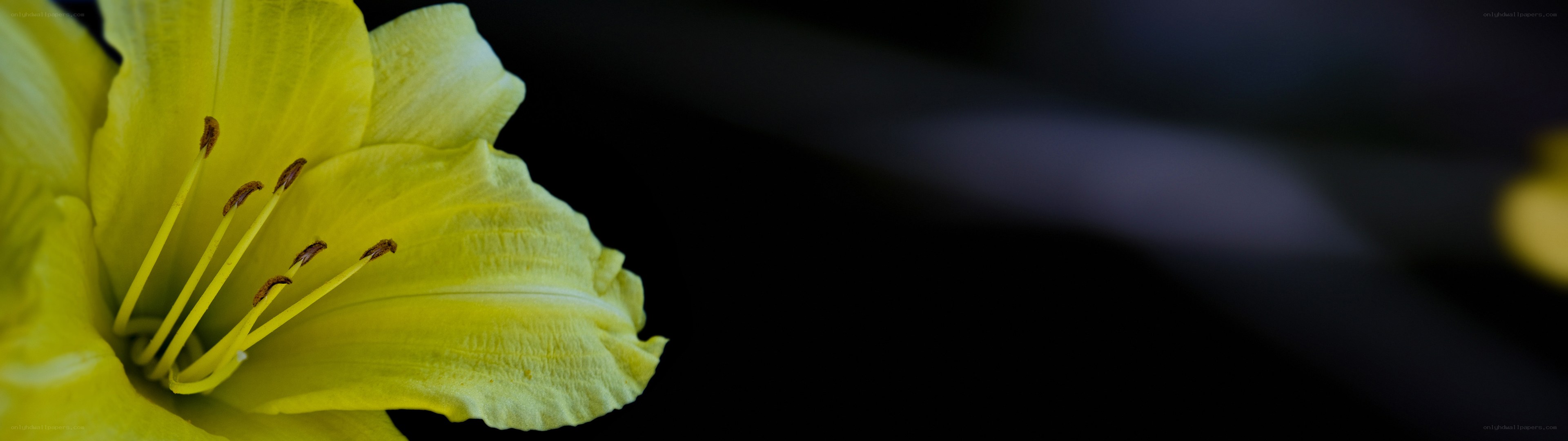 yellow lily flower close-up