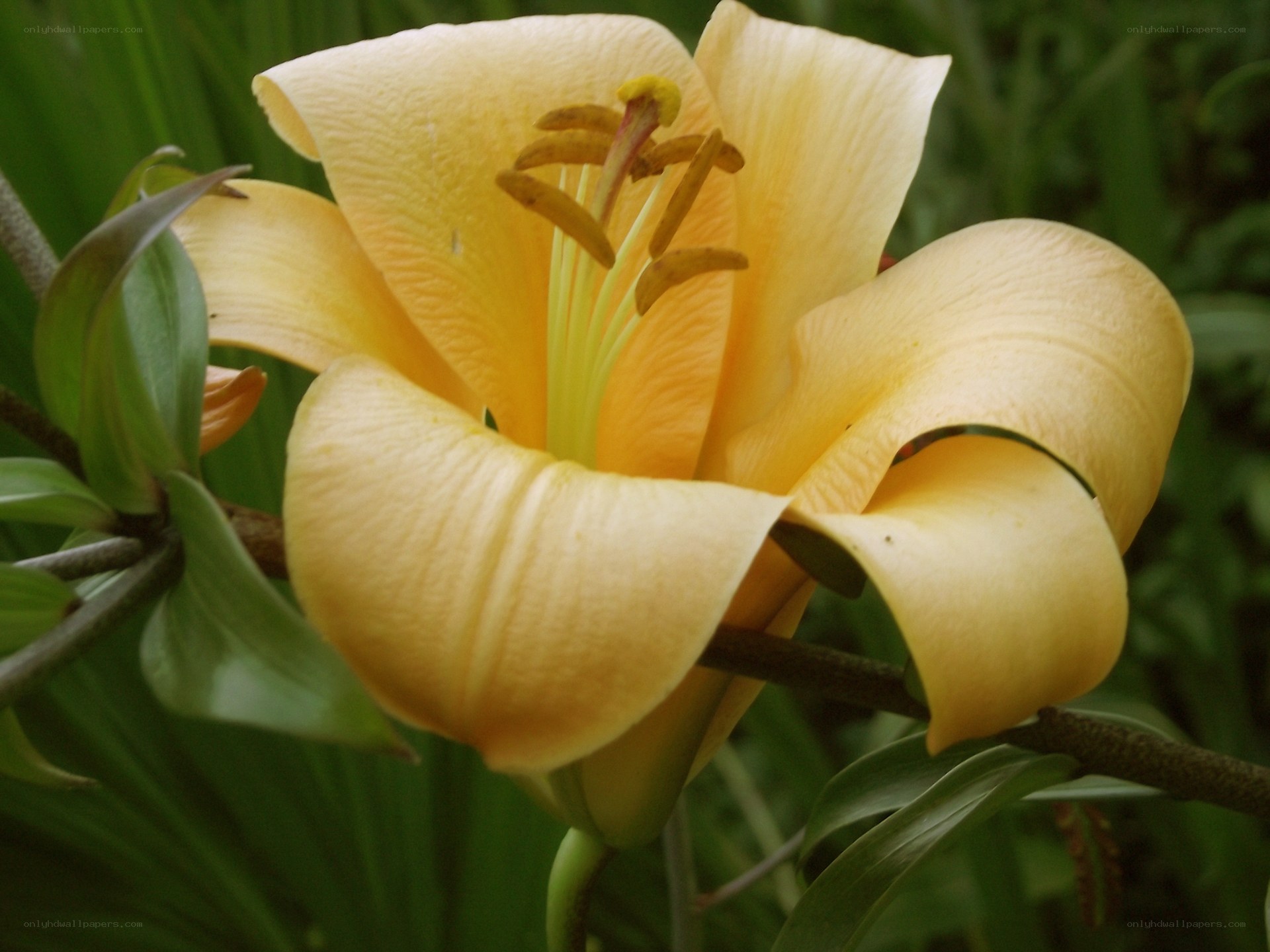yellow lily flower close-up
