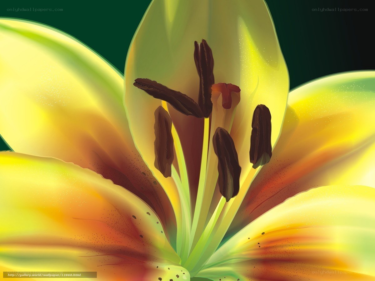 Yellow lily flower close-up