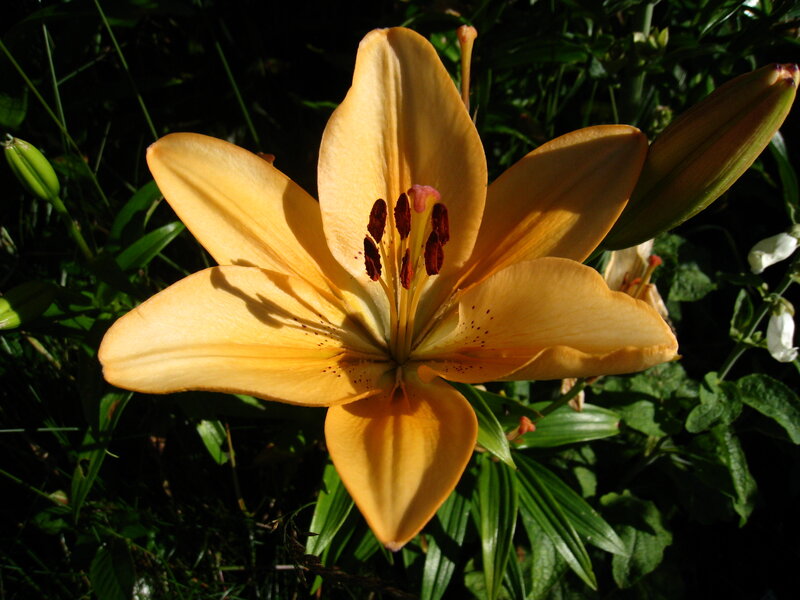 Yellow Lily Flower — Dramatic, Afternoon